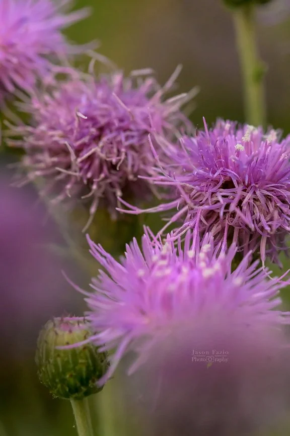 El Paso County Wildflower Project - Creeping Thistle - Jason Fazio