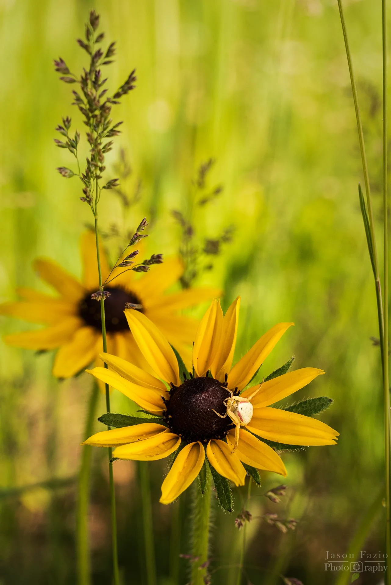 El Paso County Wildflower Project - Black-eyed Susan