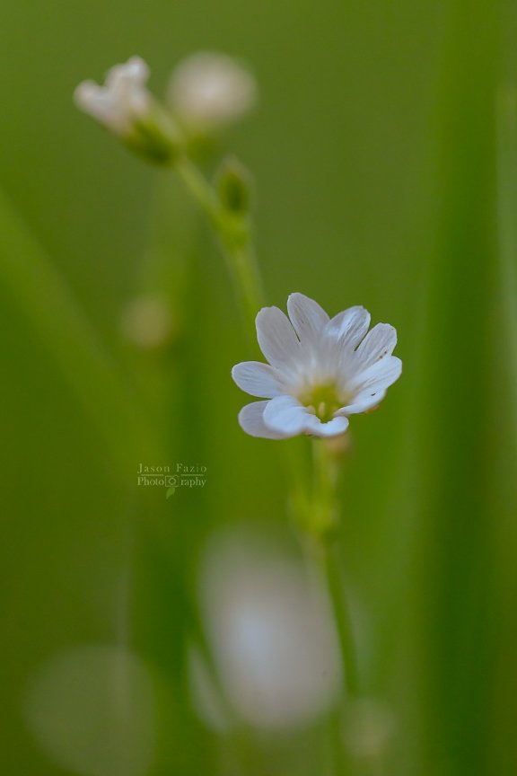 El Paso County Wildflower Project - Field Chickweed - Jason Fazio