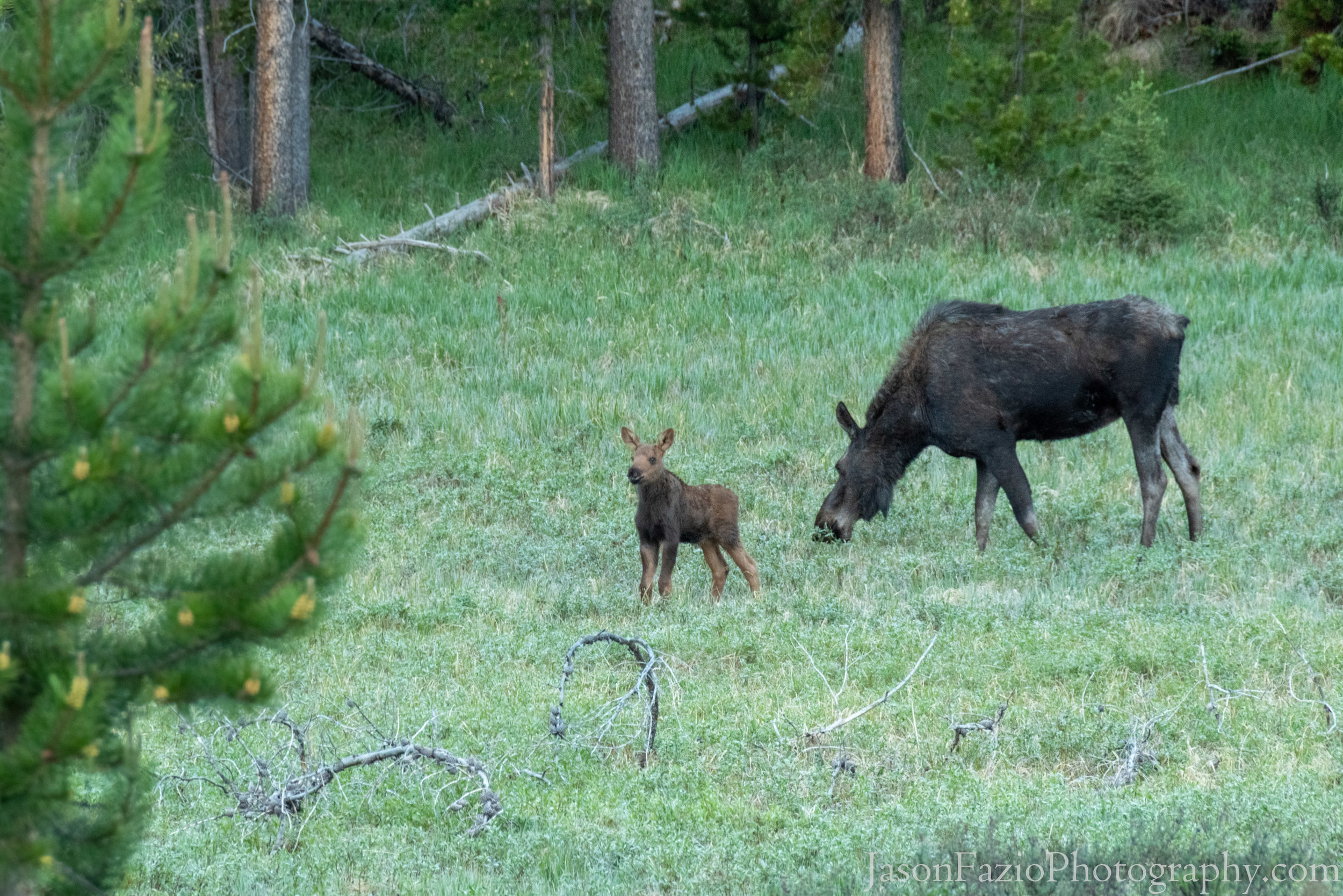 Momma and baby out for a morning graze