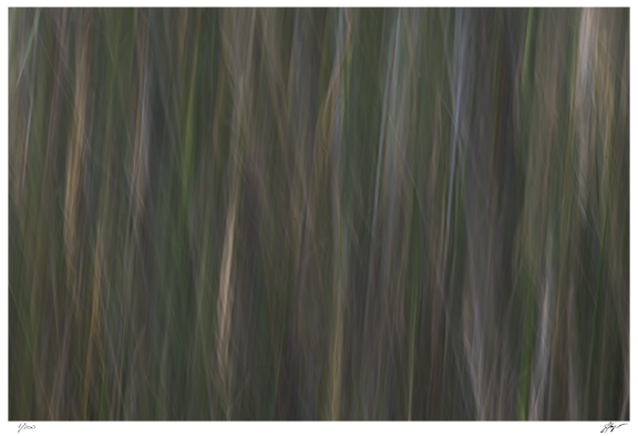 Tall Grass (Copy)