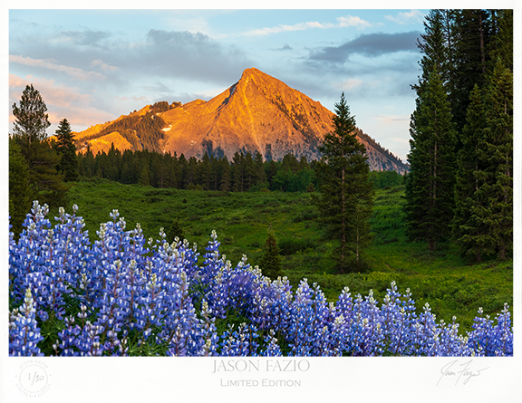 Crested Sunset (Copy)