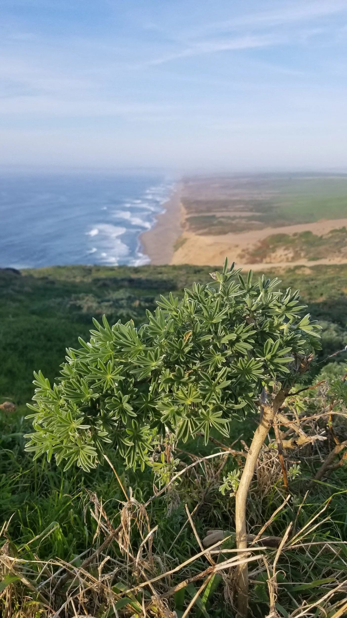 The Coast Looking East From the Lighthouse Area (S8)