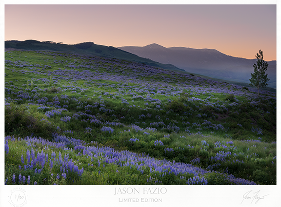 Lupine Sunrise (Copy)