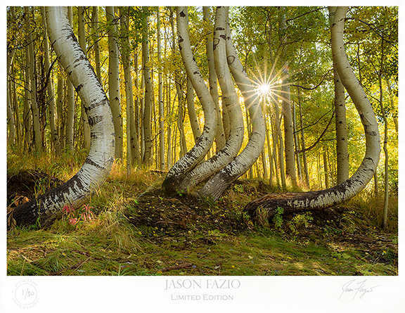 Dancing Aspen