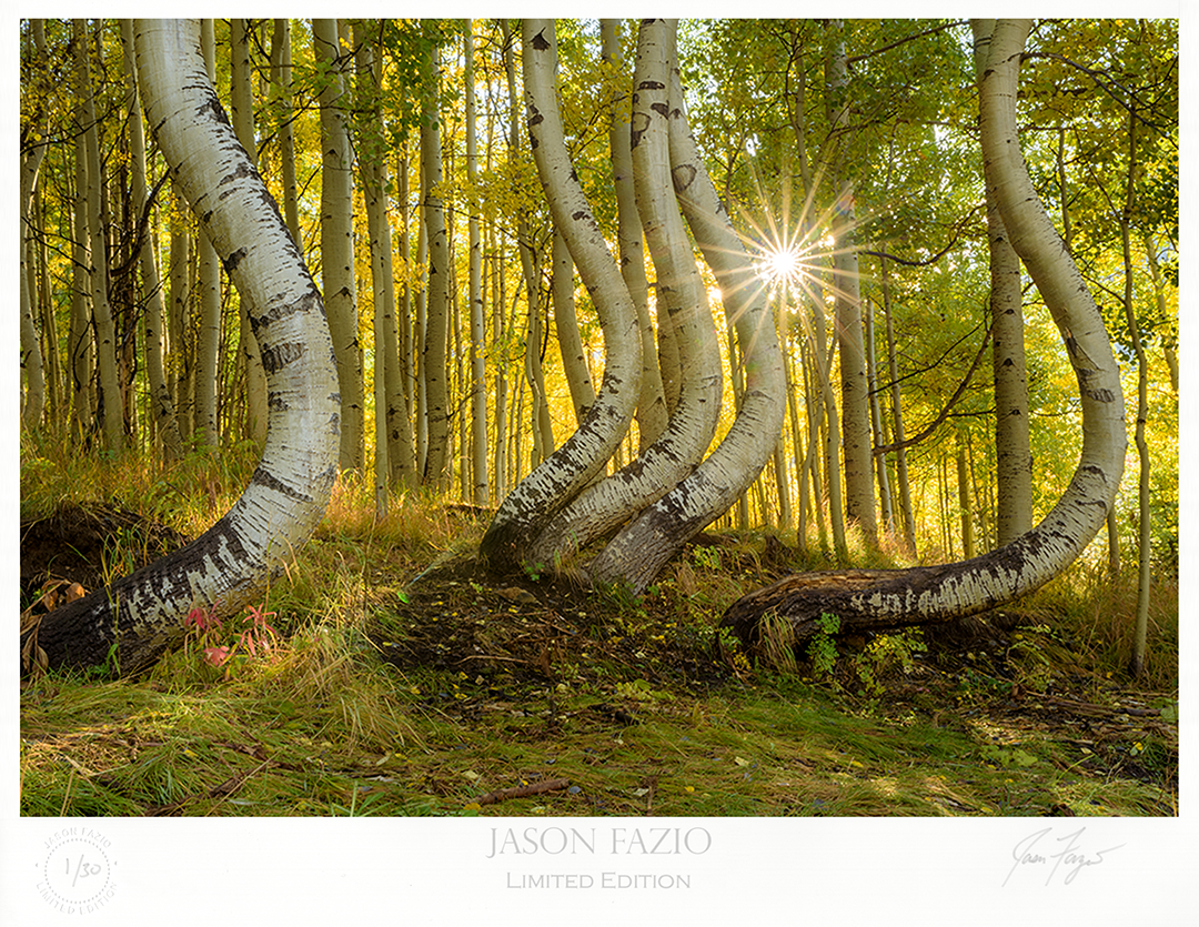 Curved / Dancing Aspen (Copy)
