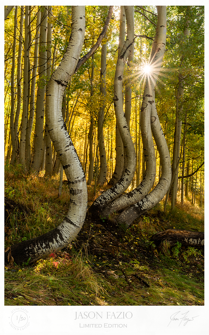 Curved Aspen (Copy)