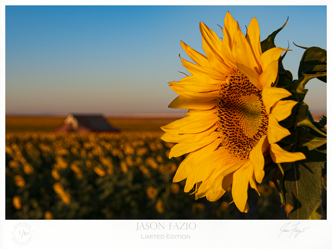 Into The Sun (Copy)
