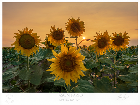 Golden Sunflowers (Copy)