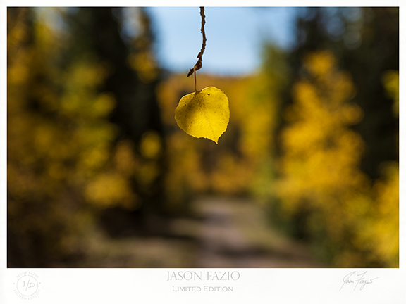 Fall's Grip