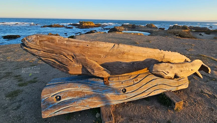 20240616_061459_865x491_U_100_Long Edge.jpg