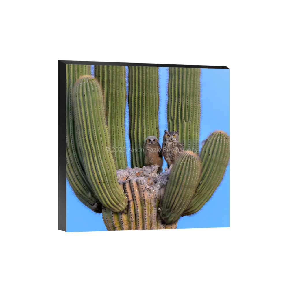 ptq_32_0_648_0_2593_2593_0_false_ffffff_0_0_f63d229ffefd4f59866965af16271839.png