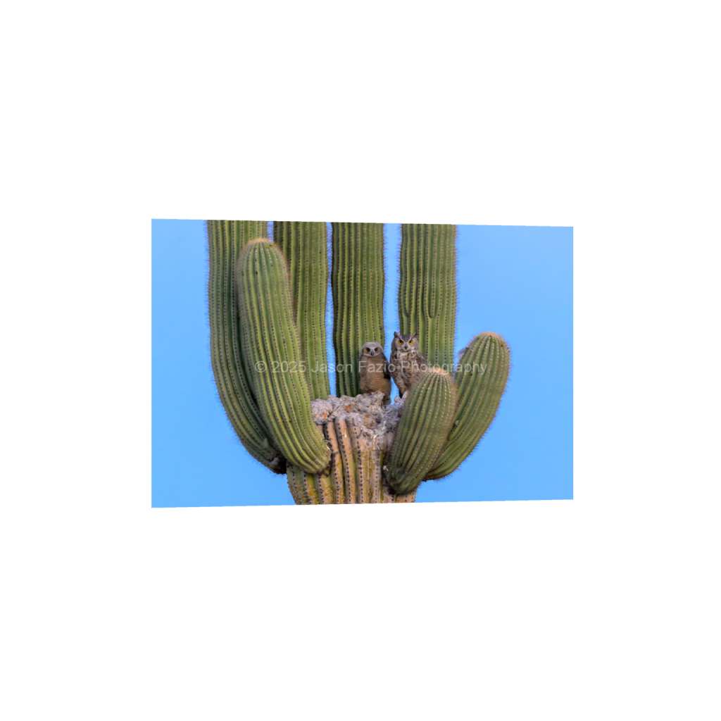 ptq_34_3_0_0_3889_2593_0_false_ffffff_0_0_f63d229ffefd4f59866965af16271839.png