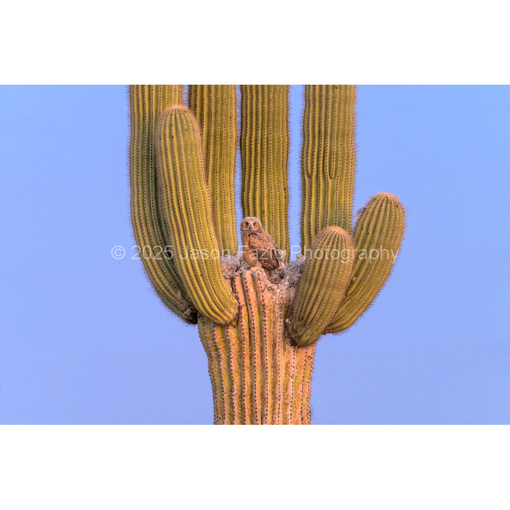 image_original_f63d229ffefd4f59866965af16271839.png