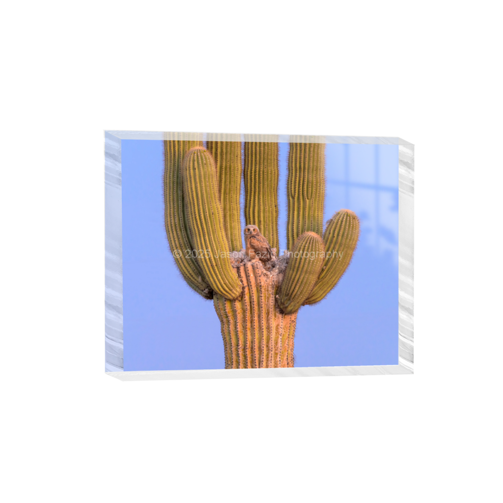 ptq_300_6_989_0_8531_6825_0_false_ffffff_0_0_f63d229ffefd4f59866965af16271839.png