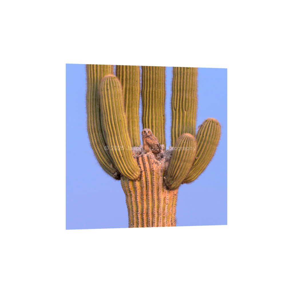 ptq_34_0_1774_0_6825_6825_0_false_ffffff_0_0_f63d229ffefd4f59866965af16271839.png