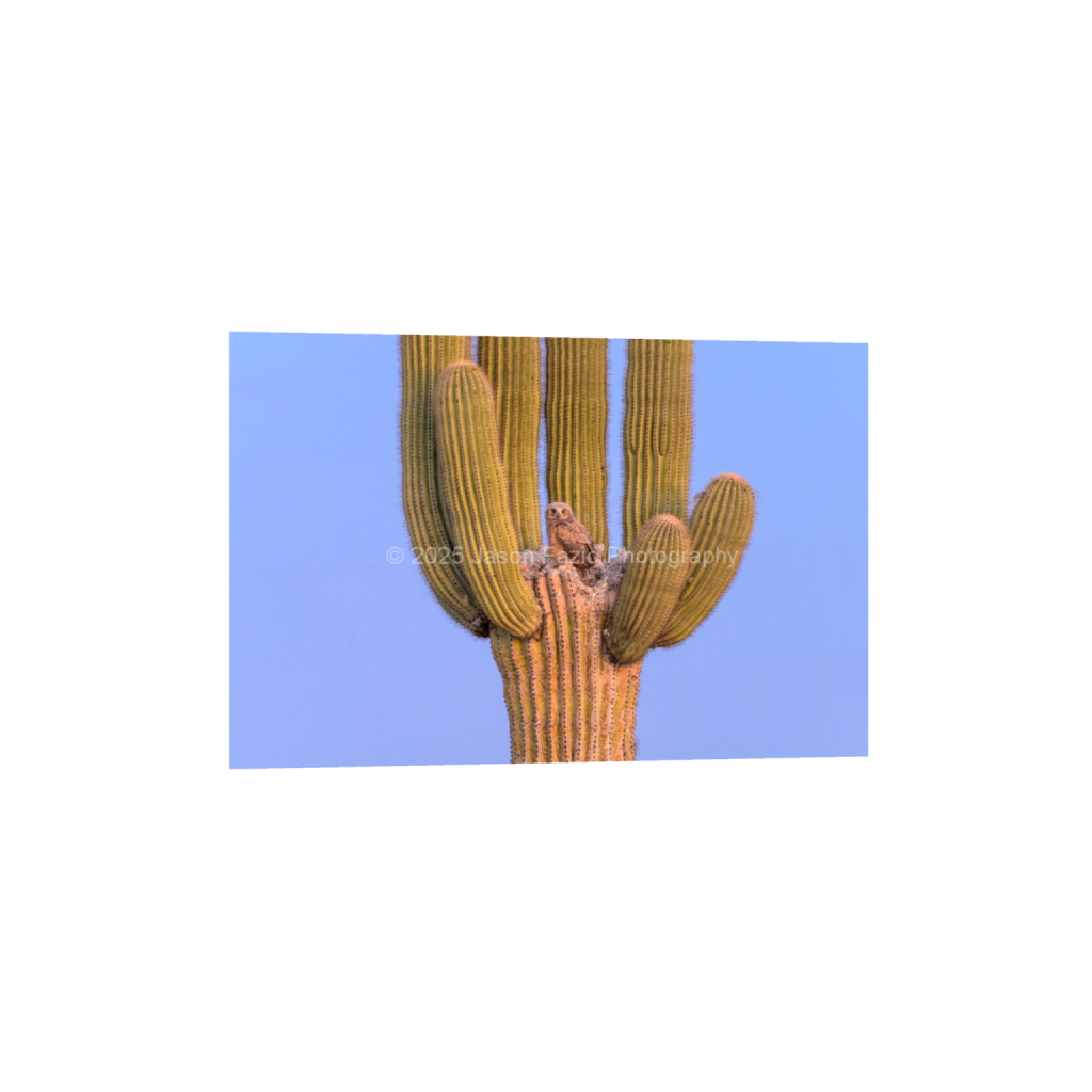 ptq_34_3_0_0_10237_6824_0_false_ffffff_0_0_f63d229ffefd4f59866965af16271839.png