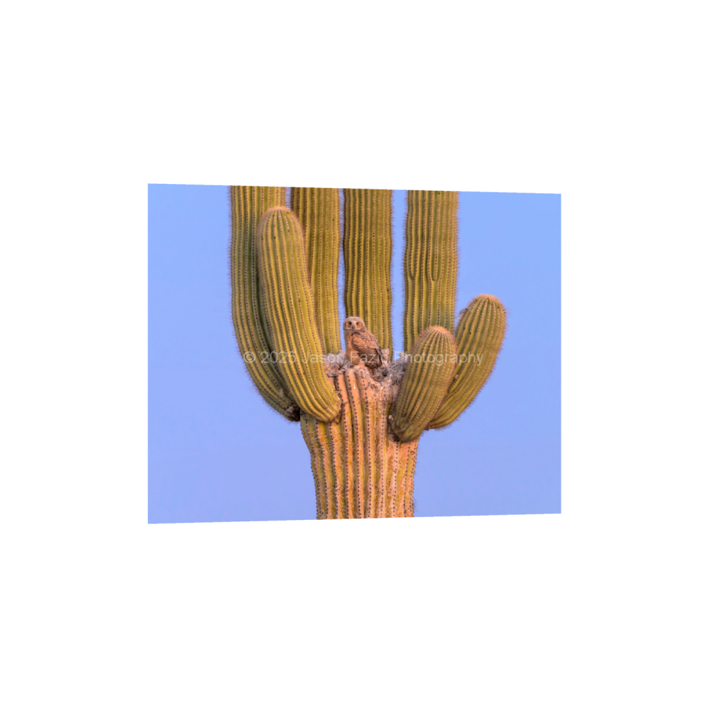 ptq_34_6_989_0_8531_6825_0_false_ffffff_0_0_f63d229ffefd4f59866965af16271839.png