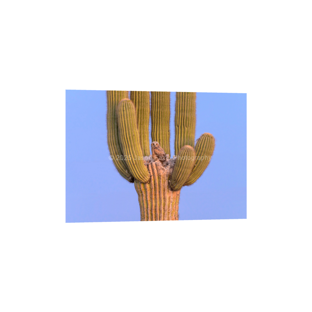 ptq_34_7_546_0_9555_6825_0_false_ffffff_0_0_f63d229ffefd4f59866965af16271839.png