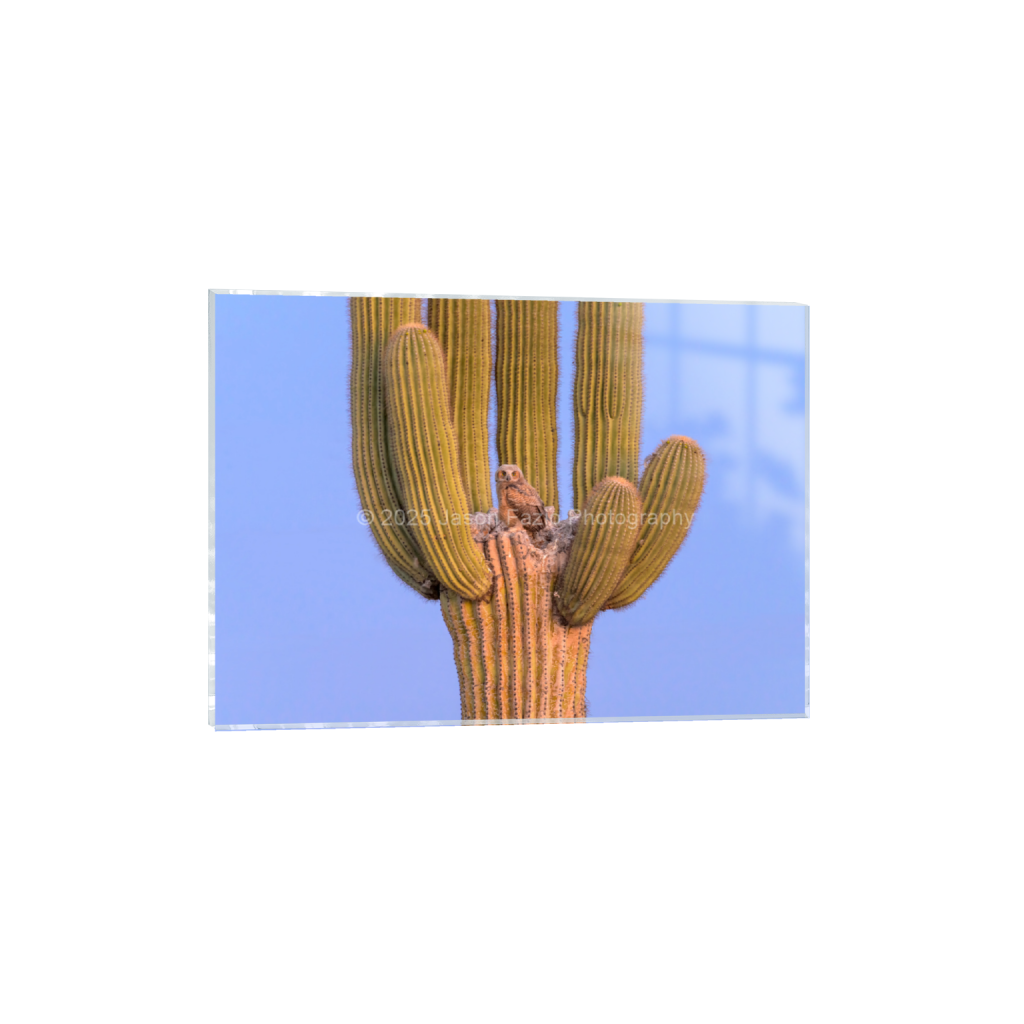 ptq_17_7_546_0_9555_6825_0_false_ffffff_0_0_f63d229ffefd4f59866965af16271839.png
