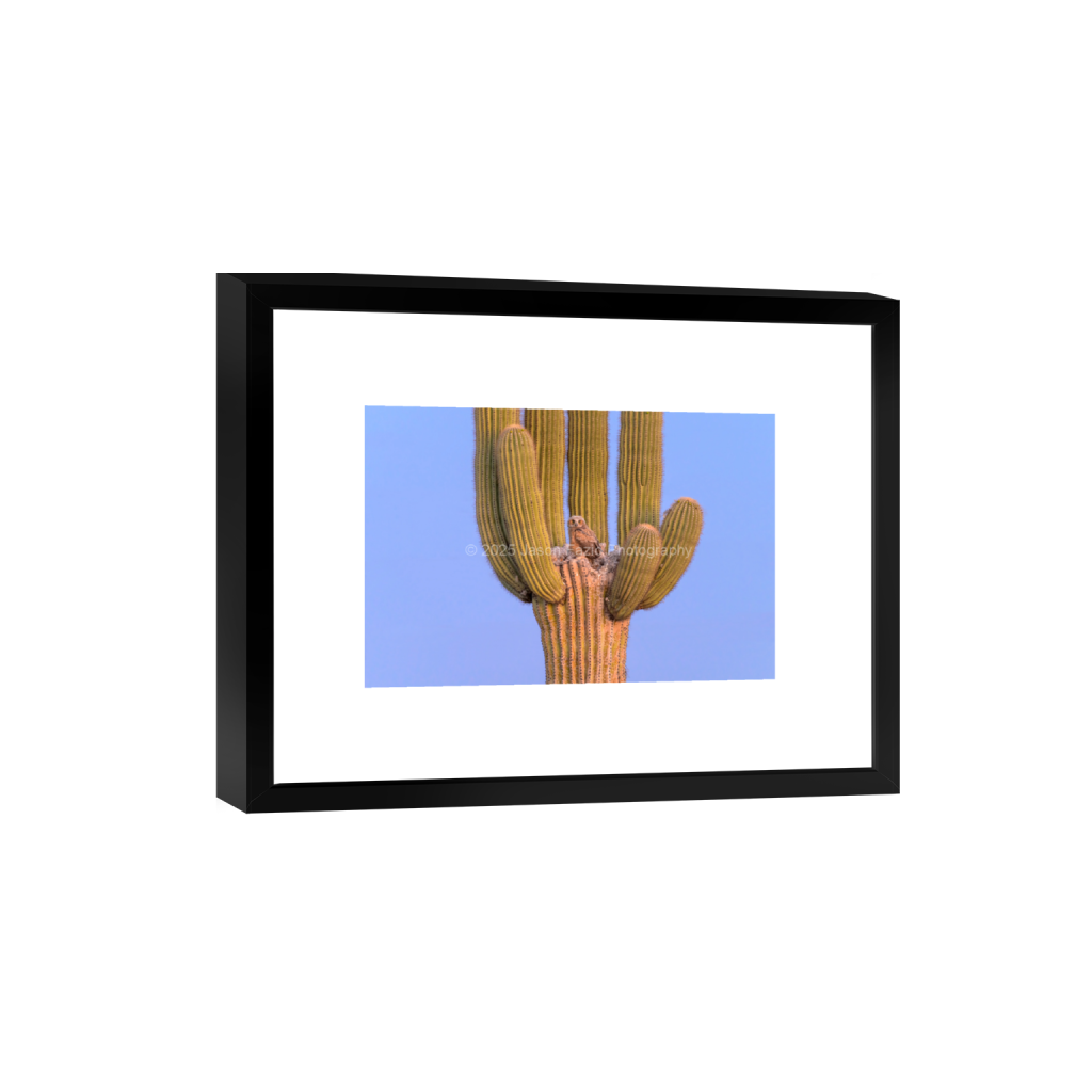 ptq_45_3_0_0_10237_6824_0_false_ffffff_0_0_f63d229ffefd4f59866965af16271839.png