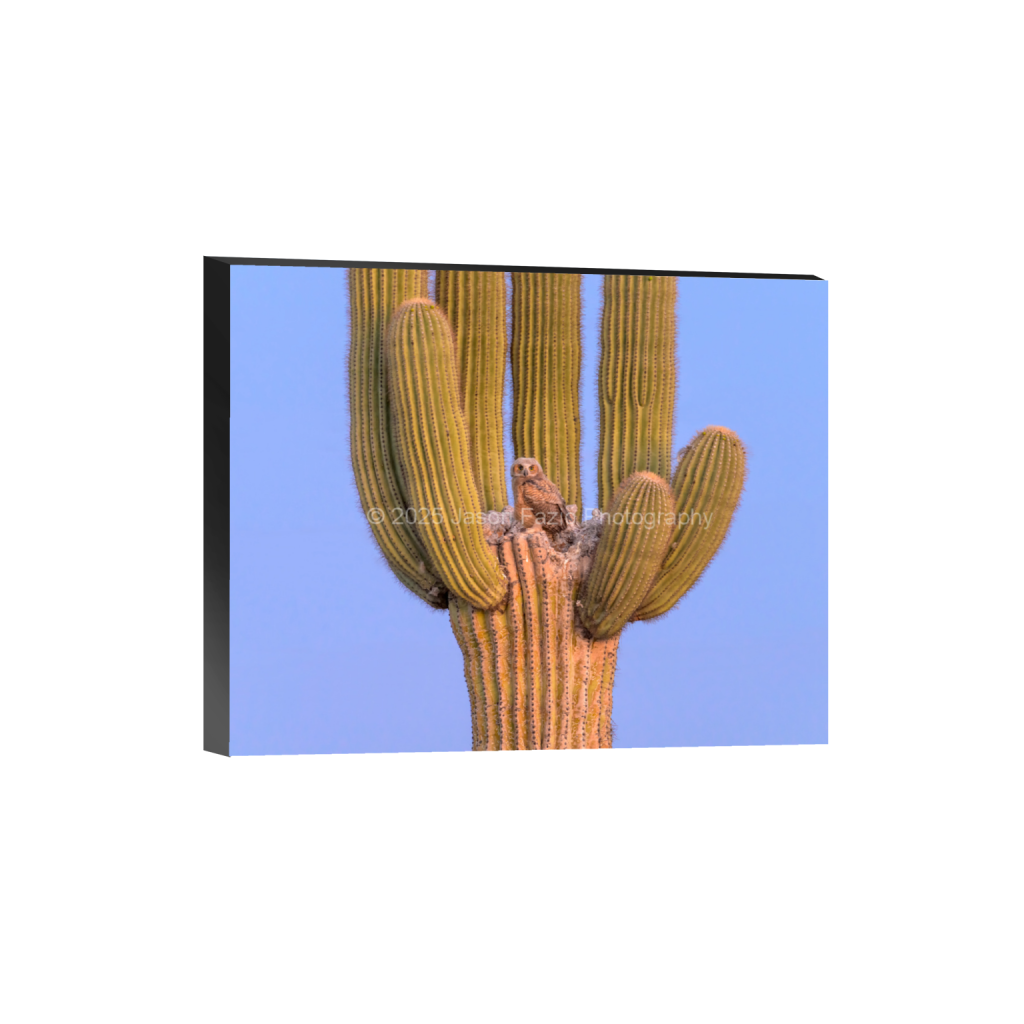 ptq_32_6_989_0_8531_6825_0_false_ffffff_0_0_f63d229ffefd4f59866965af16271839.png