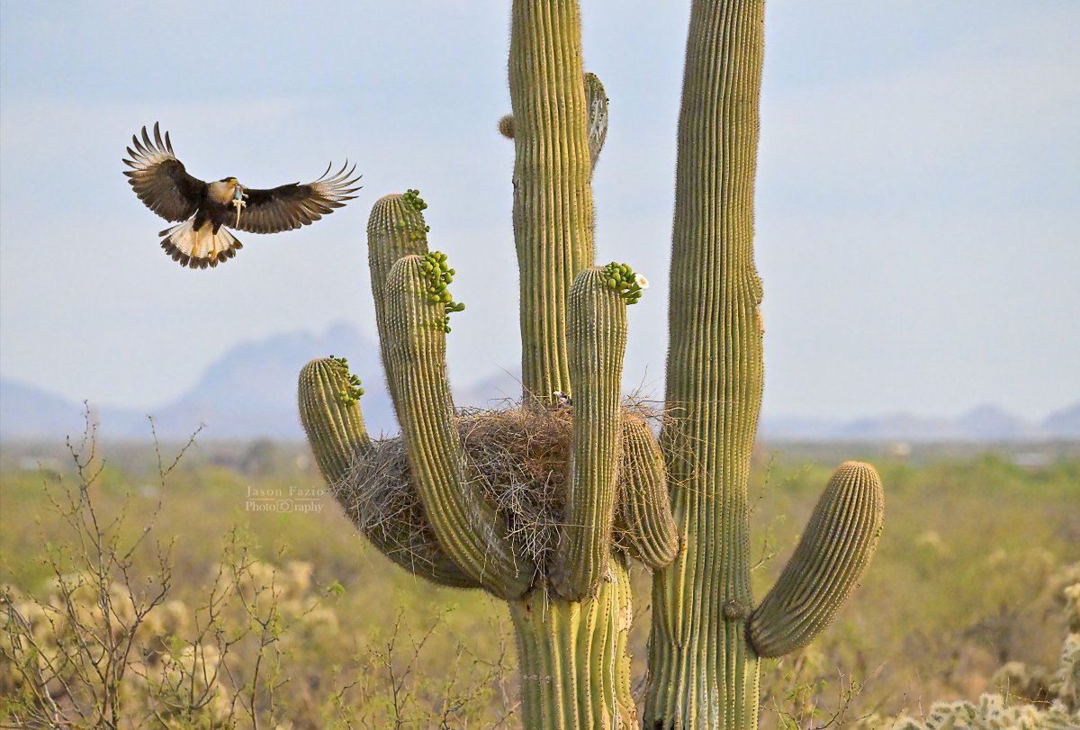 A Caracara Morning