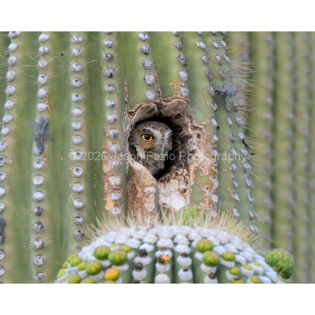 Elf Owl: Relaxing