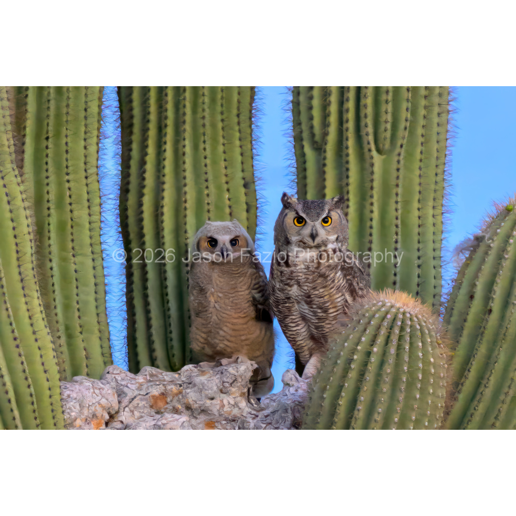 Great Horned Morning 2