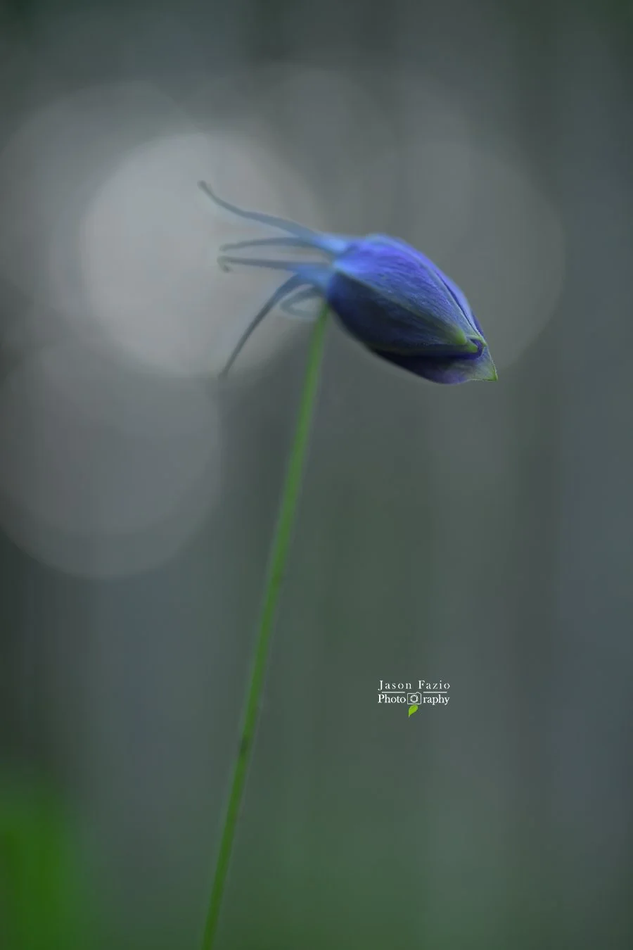 One Flower. Six Apertures. A Completely Different Photograph.