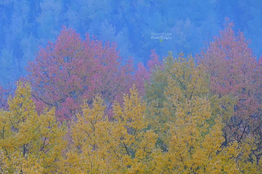Autumn Aspens in Morning Mist | Highway 550, Colorado