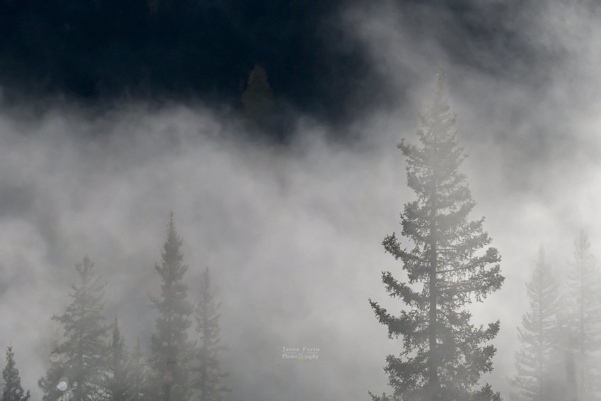 Evergreen in the Fog | Highway 550, Colorado