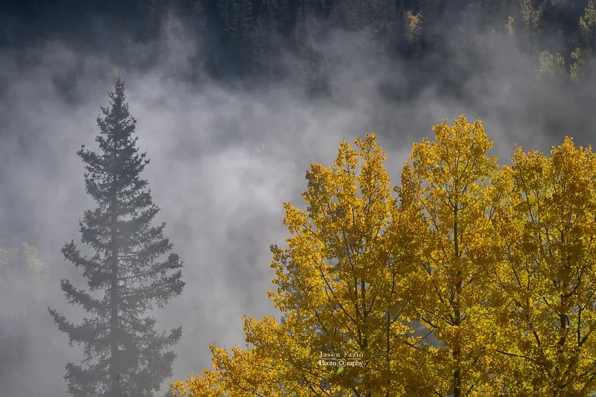 Autumn Through the Fog | Highway 550, Colorado