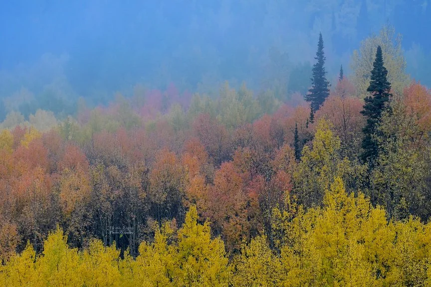 Layers of Autumn | Highway 550, Colorado
