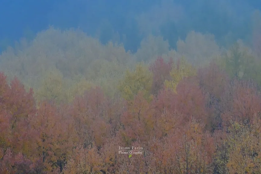 Autumn Colors Through the Fog | Highway 550, Colorado
