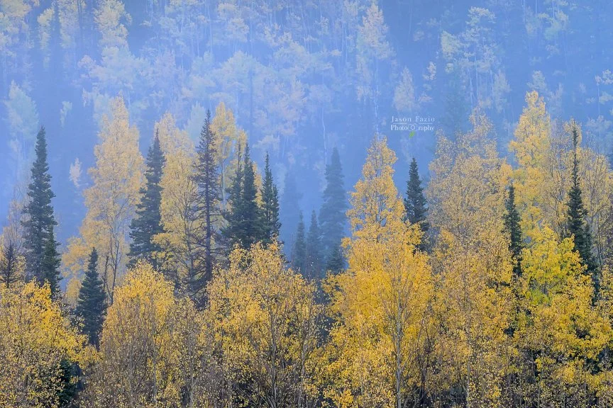 Golden Aspens in the Morning Fog | Highway 550, Colorado