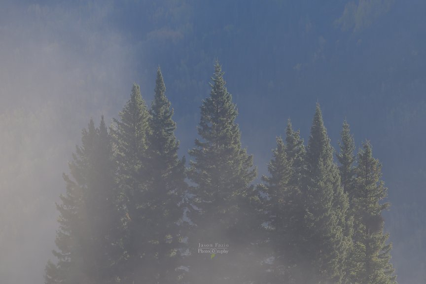 Emerging from the Morning Fog