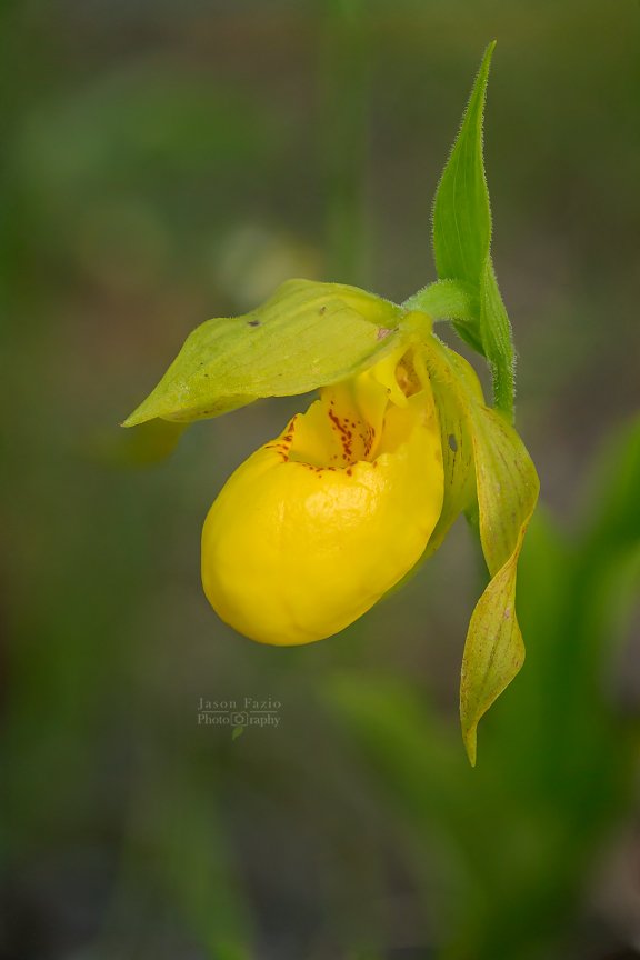 El Paso County Wildflower Project - Yellow Lady's Slipper