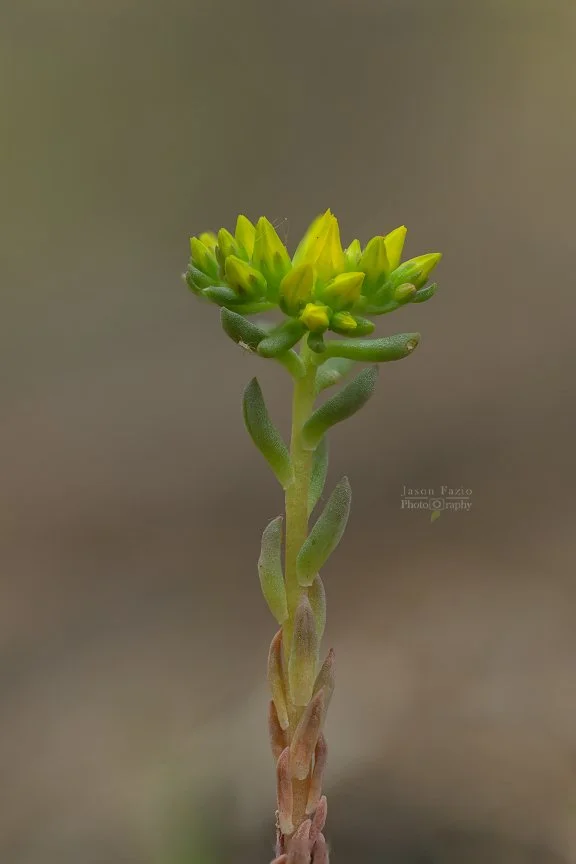 El Paso County Wildflower Project - Lanceleaf Stonecrop - Jason Fazio