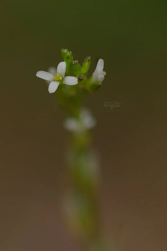 El Paso County Wildflower Project - Drummond's Rockcress