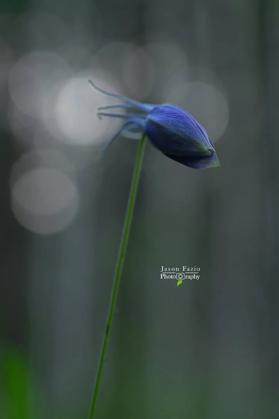 Blue Columbine flower bud photographed at f/5.6 with slightly increased depth of field, soft background blur, and prominent circular bokeh from sunlight filtering through Aspen trees.