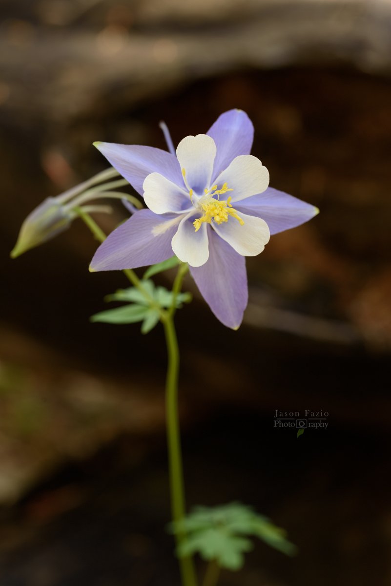 El Paso County Wildflower Project Blue Columbine