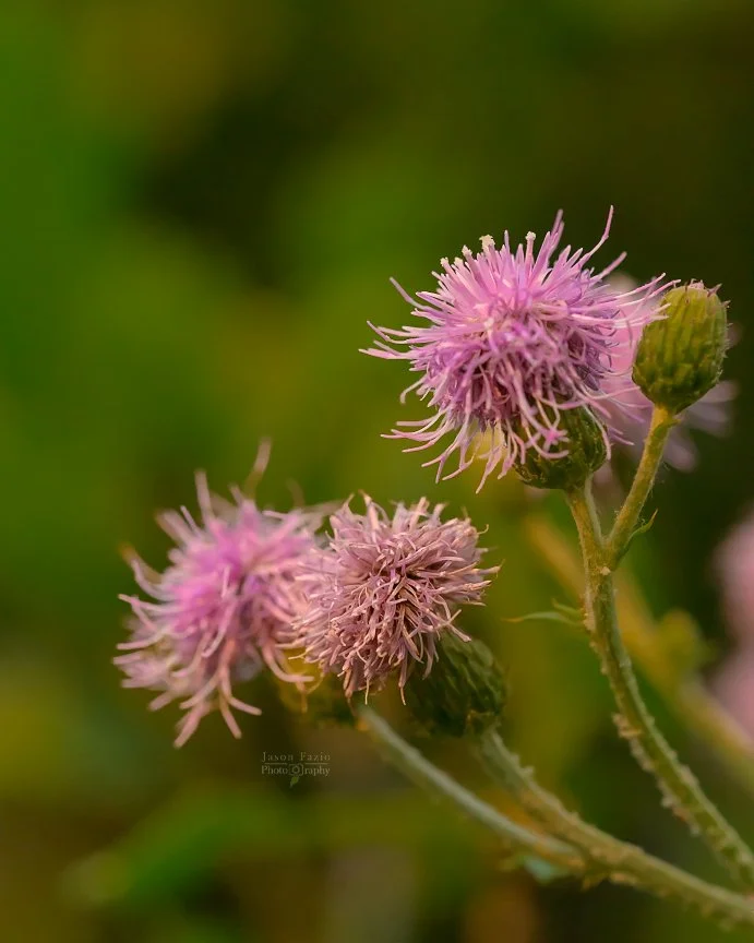 El Paso County Wildflower Project - Creeping Thistle - Jason Fazio