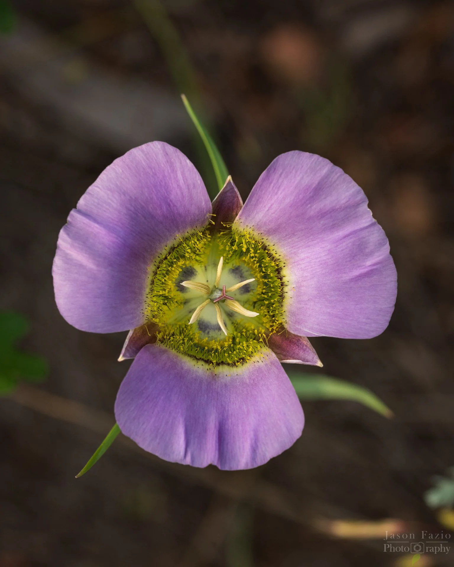 El Paso County Wildflower Project - Gunnison's Mariposa Lily