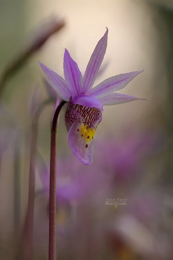 El Paso County Wildflower Project - Fairy Slipper Orchid