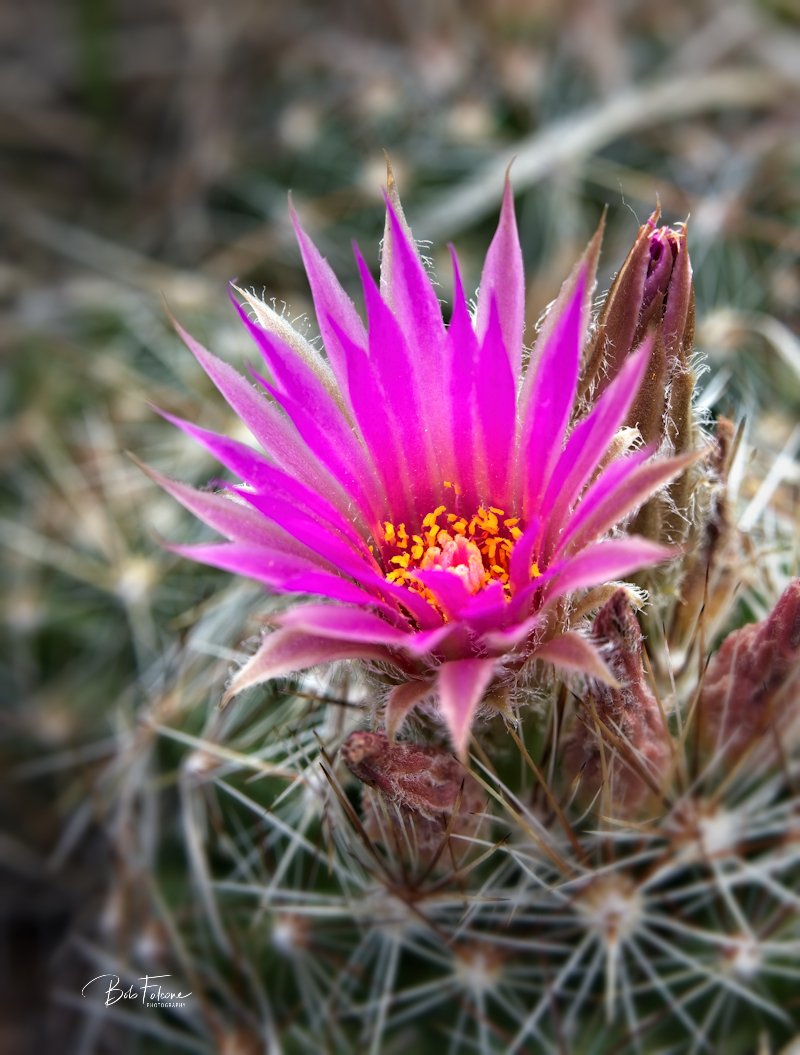 El Paso County Wildflower Project - Spinystar Cactus