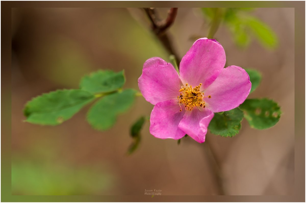El Paso County Wildflower Project - Woods' Rose
