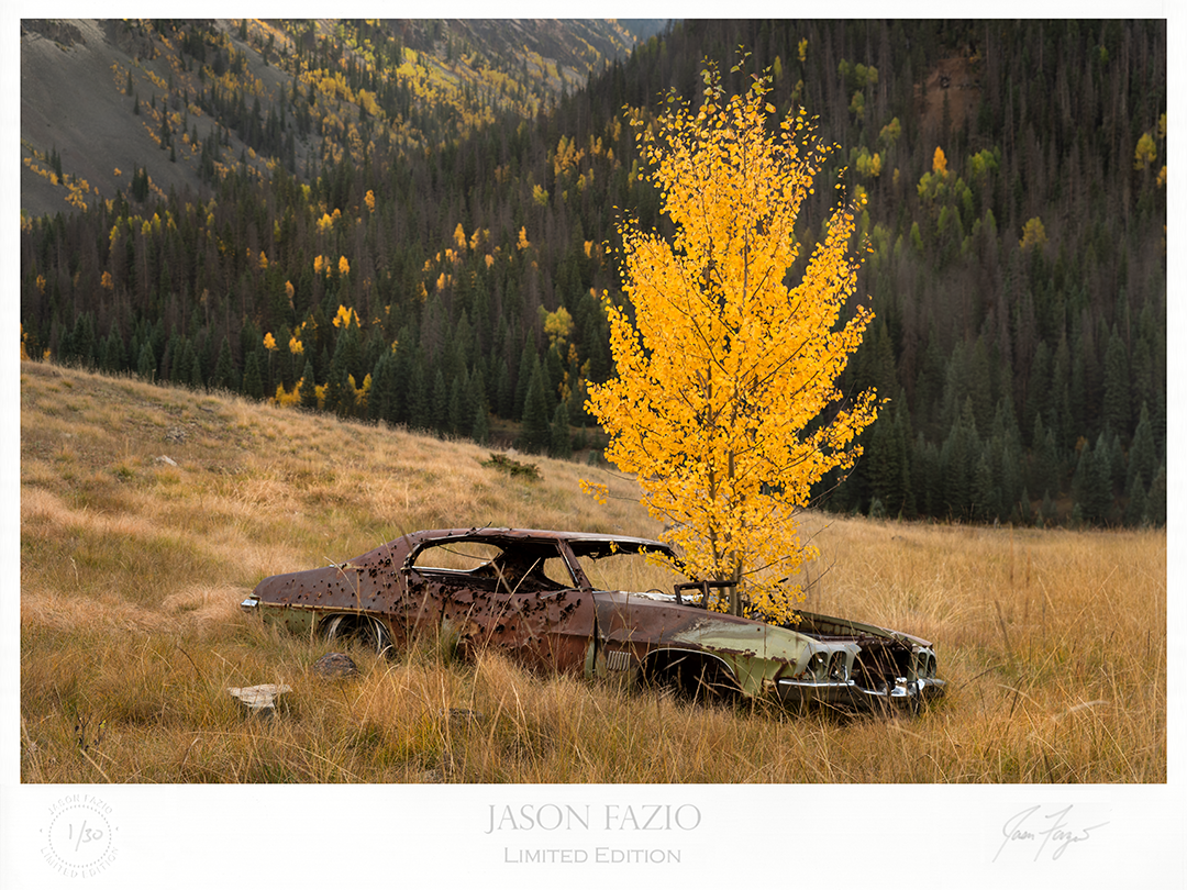 Old Pontiac Lemans in a field with an Aspen tree growing up through the engine bay.