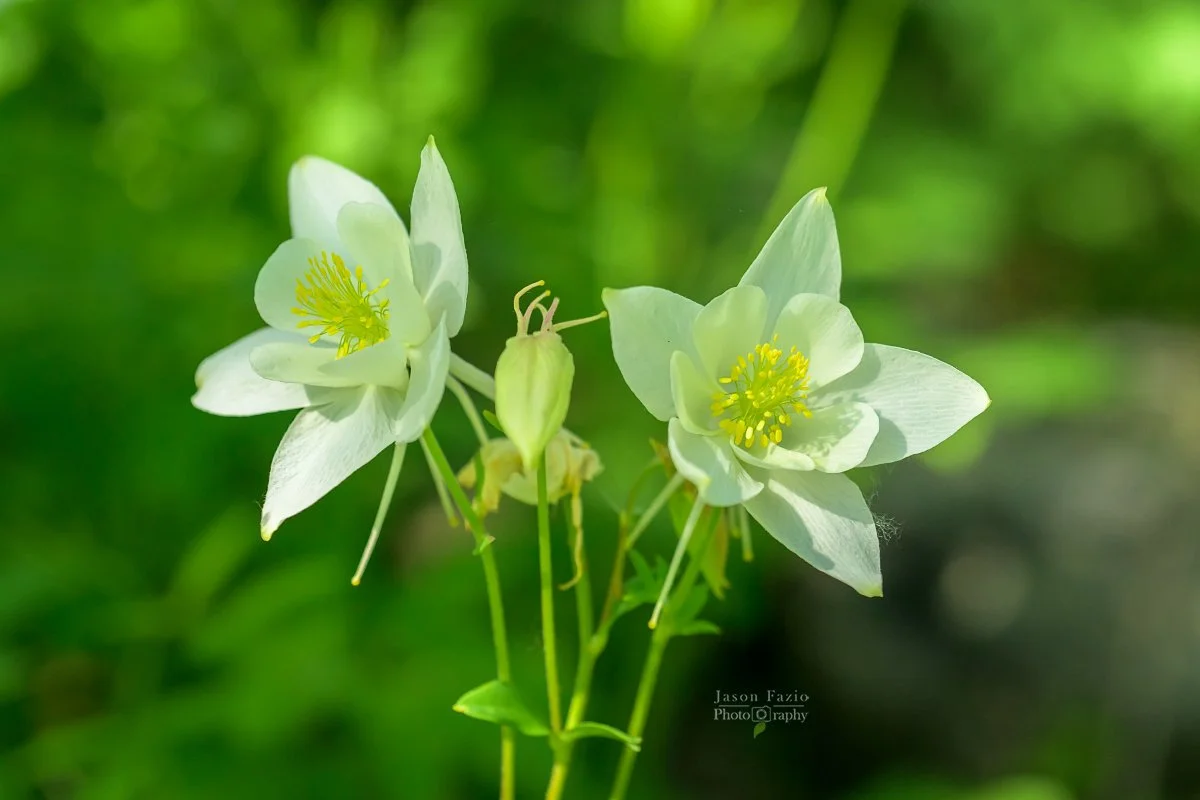 El Paso County Wildflower Project - Yellow Columbine