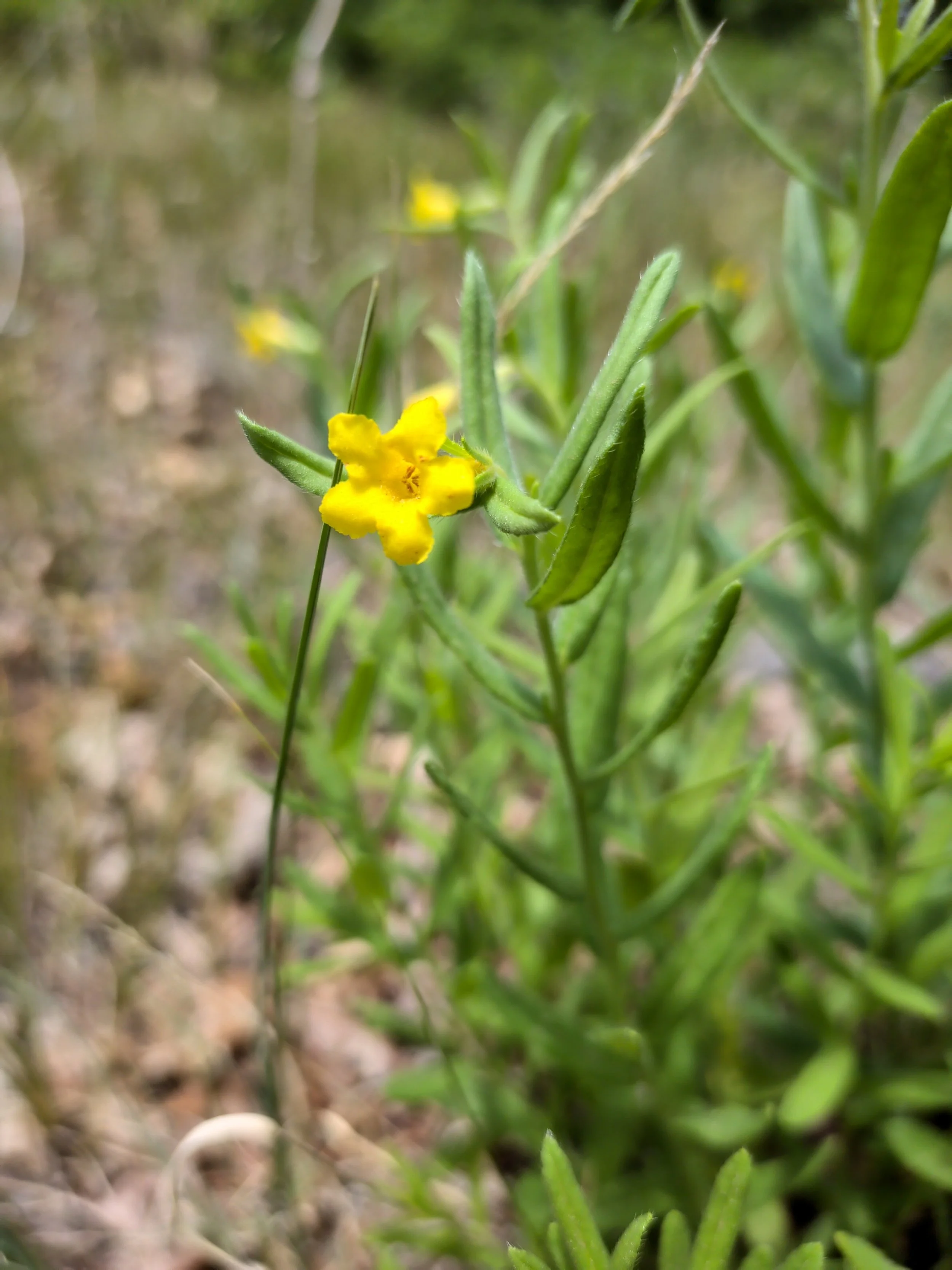 El Paso County Wildflower Project - Manyflowered Gromwell